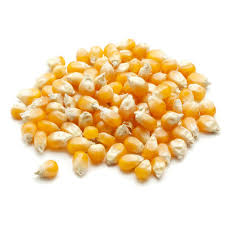 Maize